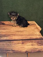 Sammie, a male Yorkshire Terrier for sale in York, SC – 1 of 2