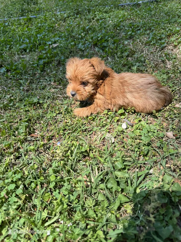Patty – Yorkshire Terrier puppy for sale in York, SC