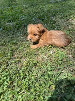 Patty, a female Yorkshire Terrier for sale in York, SC – 1 of 3