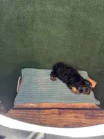 Stevie, a male Yorkshire Terrier for sale in York, SC – 2 of 2