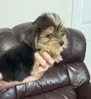 Spence, a male Yorkshire Terrier for sale in York, SC – 6 of 6