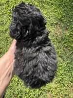 Raven , a female Poodle - Toy  for sale in York, SC – 3 of 3