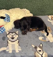 Jack, a male Miniature Dachshund for sale in York, SC – 2 of 3