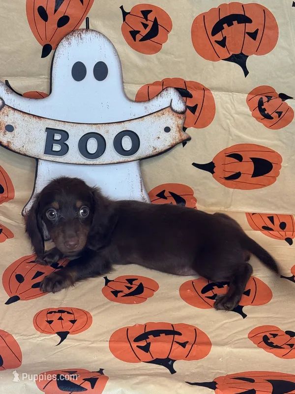 Jill – Miniature Dachshund puppy for sale in York, SC