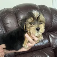 Spence, a male Yorkshire Terrier for sale in York, SC – 4 of 6