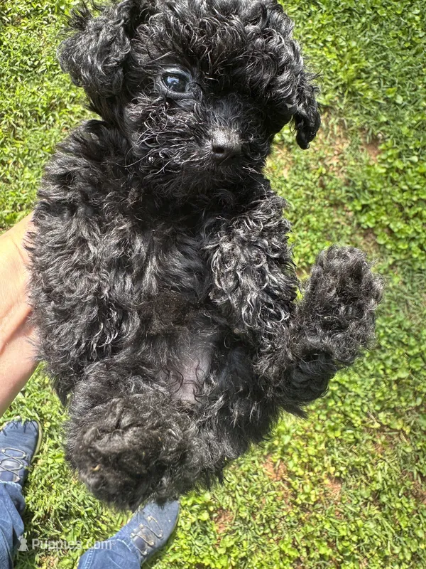 Raven  – Poodle - Toy  puppy for sale in York, SC