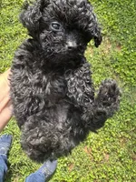 Raven , a female Poodle - Toy  for sale in York, SC – 1 of 3