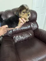 Spence, a male Yorkshire Terrier for sale in York, SC – 3 of 6