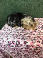 Kris, a female Yorkshire Terrier for sale in York, SC – 2 of 3