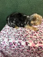 Kris, a female Yorkshire Terrier for sale in York, SC – 3 of 3