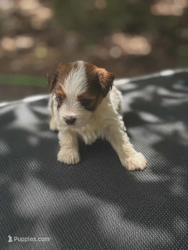Ezra – Yorkshire Terrier puppy for sale in York, SC