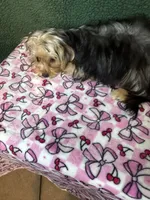 Kris, a female Yorkshire Terrier for sale in York, SC – 1 of 3