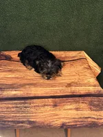 Sammie, a male Yorkshire Terrier for sale in York, SC – 2 of 2