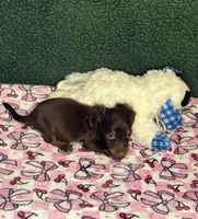 Jill, a female Miniature Dachshund for sale in York, SC – 2 of 3