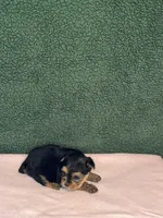 Kole, a male Yorkshire Terrier for sale in York, SC – Photo 1 of 3