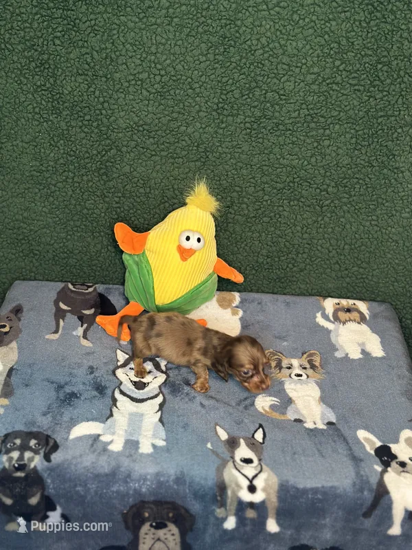 Male 4 – Miniature Dachshund puppy for sale in York, SC