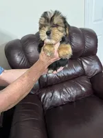 Spence, a male Yorkshire Terrier for sale in York, SC – 2 of 6