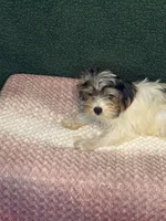 Spencer , a male Yorkshire Terrier for sale in York, SC – 1 of 3