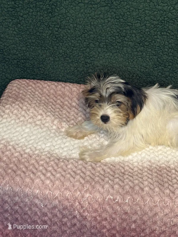 Sassy  – Yorkshire Terrier puppy for sale in York, SC