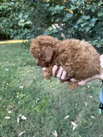 Joey, a male Poodle - Toy  for sale in York, SC – 2 of 2