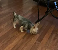 Cody, a male Yorkshire Terrier for sale in York, SC – 2 of 2
