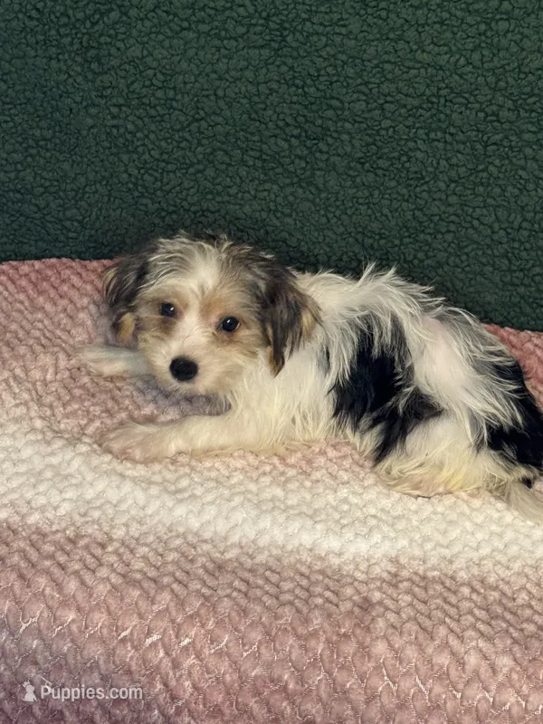 Stella – Yorkshire Terrier puppy for sale in York, SC