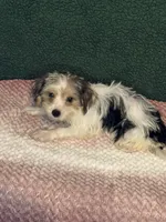 Stella, a female Yorkshire Terrier for sale in York, SC – 1 of 3