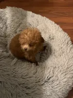 Trixie, a female Poodle - Toy  for sale in York, SC – 2 of 3