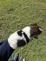 Sally , a female Yorkshire Terrier for sale in York, SC – Photo 2 of 3