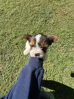 Sally , a female Yorkshire Terrier for sale in York, SC – Photo 1 of 3