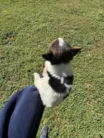 Sally , a female Yorkshire Terrier for sale in York, SC – Photo 3 of 3