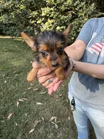 Toby, a male Yorkshire Terrier for sale in York, SC – 3 of 3
