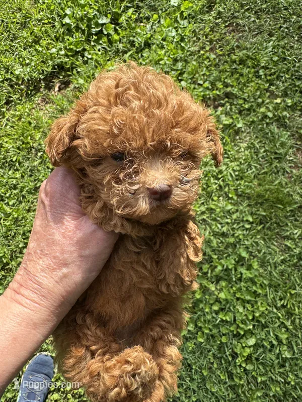 Lucy – Poodle - Toy  puppy for sale in York, SC