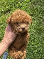 Lucy, a female Poodle - Toy  for sale in York, SC – 1 of 2