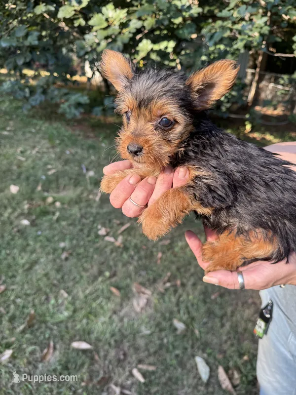 Tina – Yorkshire Terrier puppy for sale in York, SC