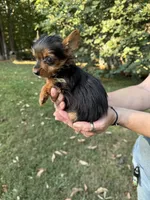 Toby, a male Yorkshire Terrier for sale in York, SC – 1 of 3