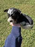 Spencer, a male Yorkshire Terrier for sale in York, SC – Photo 2 of 3