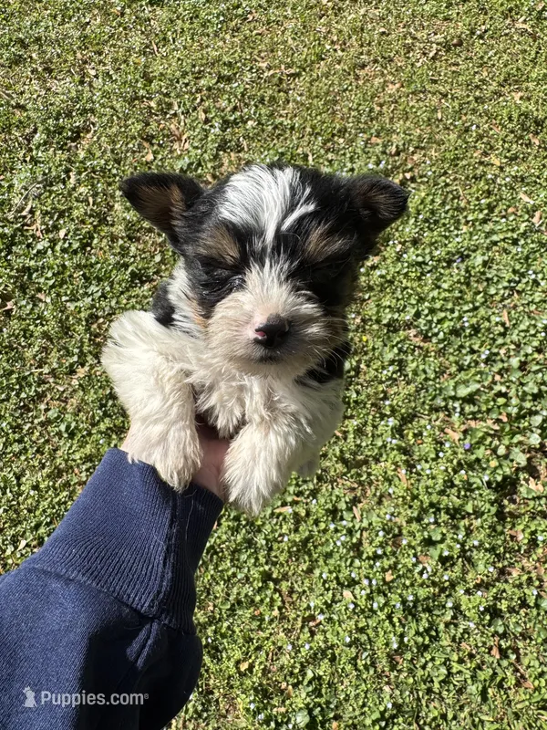 Spencer – Yorkshire Terrier puppy for sale in York, SC