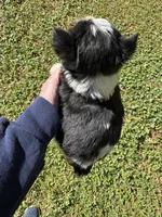 Spencer, a male Yorkshire Terrier for sale in York, SC – Photo 3 of 3