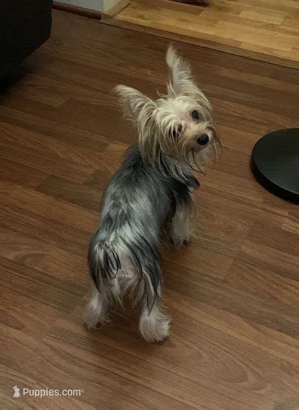Cody – Yorkshire Terrier puppy for sale in York, SC