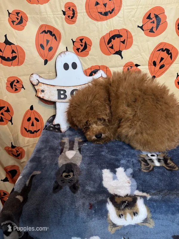 Joey – Poodle - Toy  puppy for sale in York, SC