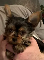 Oliver, a male Yorkshire Terrier for sale in York, SC – Photo 1 of 4