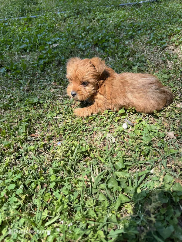 Dawn – Yorkshire Terrier puppy for sale in York, SC