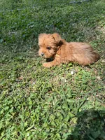 Dawn, a female Yorkshire Terrier for sale in York, SC – Photo 1 of 3