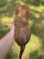 Dawn, a female Yorkshire Terrier for sale in York, SC – Photo 3 of 3