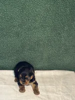 Juan, a male Yorkshire Terrier for sale in York, SC – Photo 1 of 2