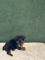 Juan, a male Yorkshire Terrier for sale in York, SC – Photo 2 of 2