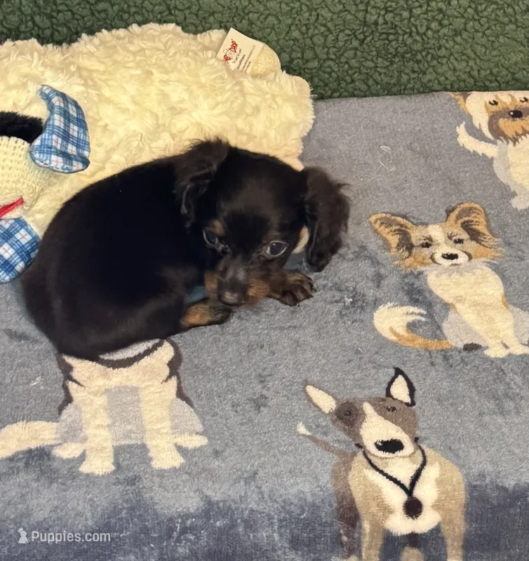 Jack – Miniature Dachshund puppy for sale in York, SC