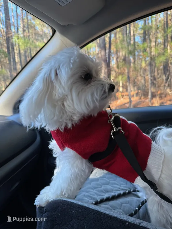 Sam – Maltese puppy for sale in York, SC