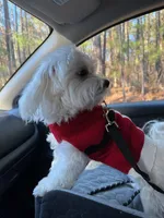 Sam, a male Maltese for sale in York, SC – 1 of 2